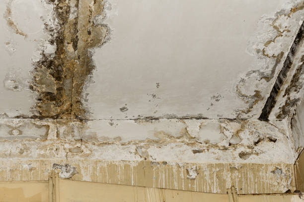 Best Post-Construction Mold Inspection  in New Bedford, MA