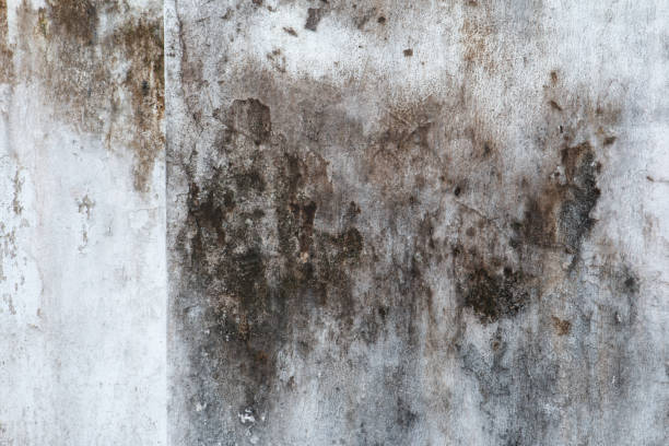 Mold Removal for HVAC Installations in New Bedford, MA