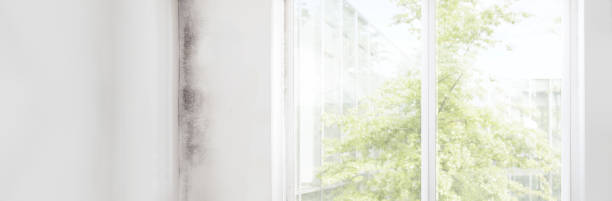 Best Mold Odor Removal Services  in New Bedford, MA