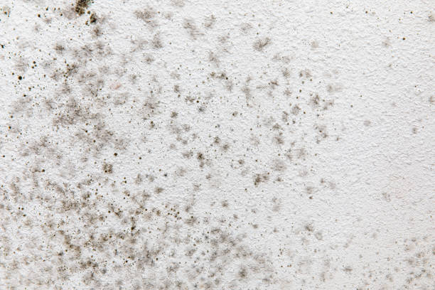 Best Mold Removal for HVAC Installations  in New Bedford, MA