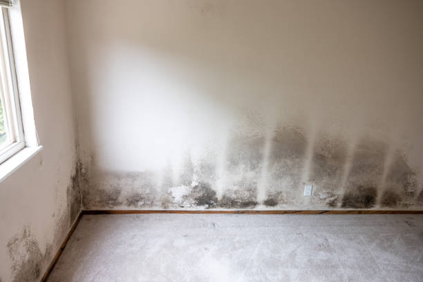 Best Mold Damage Restoration  in New Bedford, MA