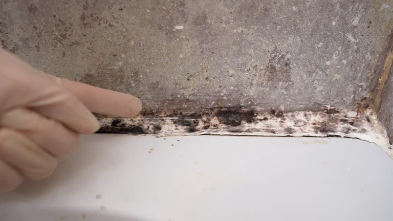 Environmental Consulting for Mold Prevention in New Bedford, MA