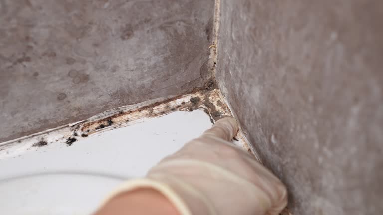 Best Environmental Consulting for Mold Prevention  in New Bedford, MA